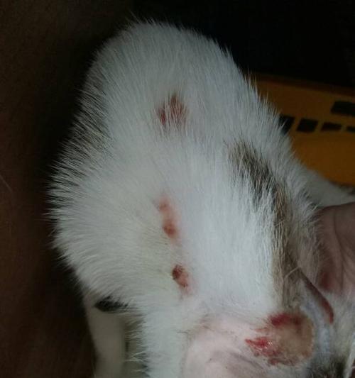 小猫皮肤病全攻略（解决你家宠物的皮肤问题）