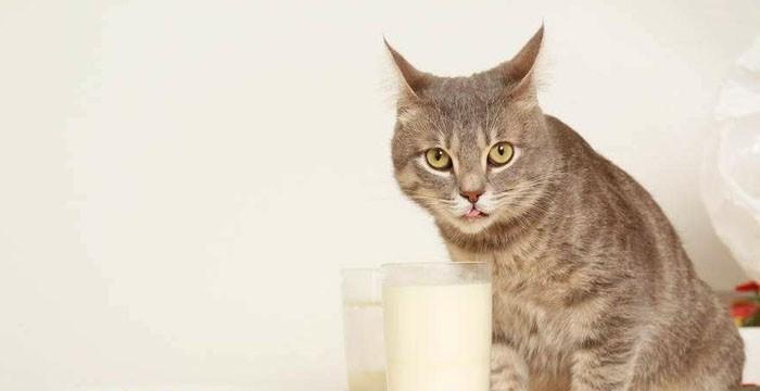 小猫呕吐的原因和处理方法（宠物猫呕吐的常见症状和应对策略）