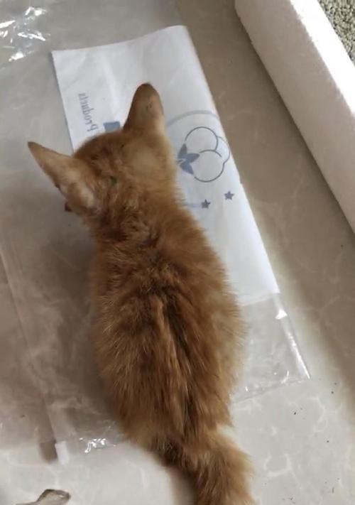小猫在床上拉尿，如何解决（教你几招让小猫不再在床上拉尿）