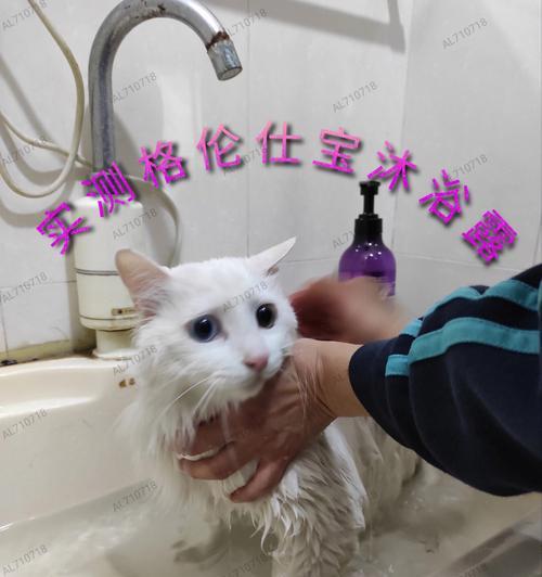 小猫咪的洗澡时间（宠物主人必看）