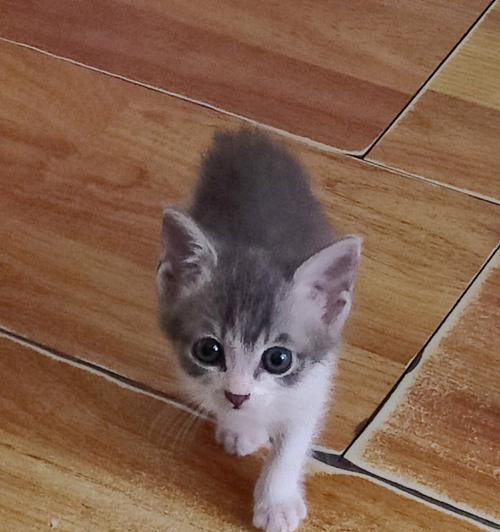 养小奶猫，每顿猫粮要控制（了解小奶猫的进食习惯及合理喂养）