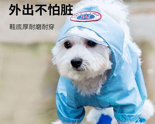 小泰迪狗狗感冒应该怎么处理（了解狗狗感冒的症状和原因）