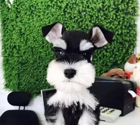 小型雪纳瑞犬——你的理想宠物（了解这个可爱的小狗）