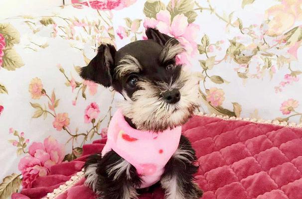 小型雪纳瑞犬——你的理想宠物（了解这个可爱的小狗）