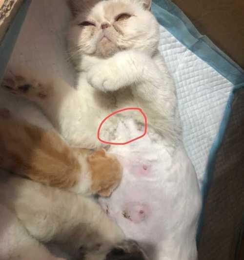 新生小猫吃奶的时间和方法（宠物主人必看）
