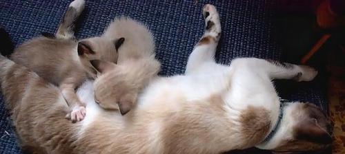 新生小猫吃奶的时间和方法（宠物主人必看）