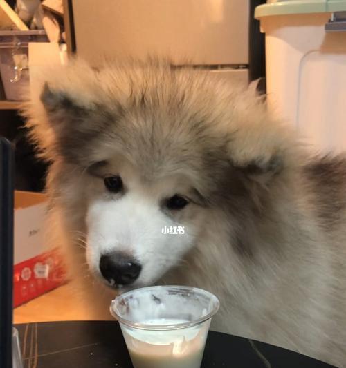 小狗也能喝酸奶（了解适量与频次）