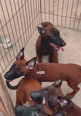 如何选择一个月大的小马犬作为宠物（从体型、性格、健康等方面考虑）