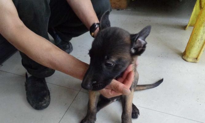 如何选择一个月大的小马犬作为宠物（从体型、性格、健康等方面考虑）