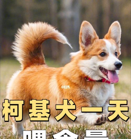 幼犬的饮食需求（每天喂多少狗粮最合适）