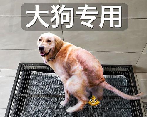 宠物训练（宠物训练技巧）