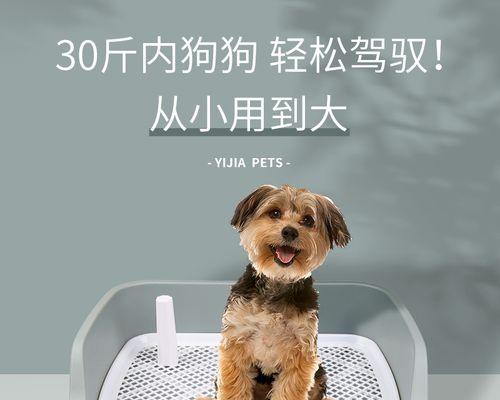 宠物训练（宠物训练技巧）