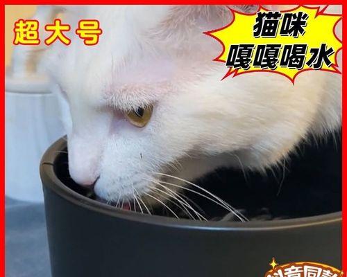 如何判断猫咪是否怀孕（以宠物为主）