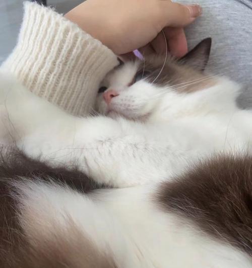 如何判断猫咪是否怀孕（以宠物为主）