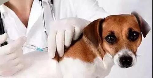 如何判断宠物狗是否患上狂犬病（细节决定成败）