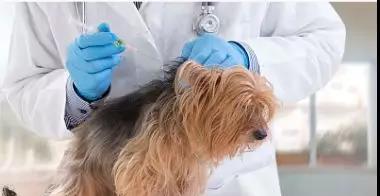 如何判断宠物狗是否患上狂犬病（细节决定成败）