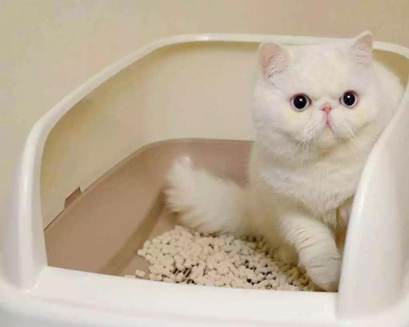 如何训练猫咪使用猫砂盆（以宠物为主）