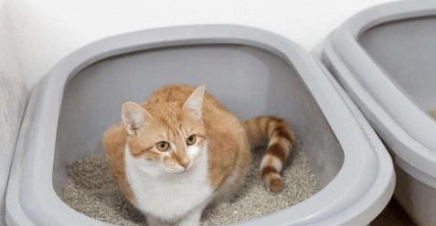 如何训练猫咪使用猫砂盆（以宠物为主）