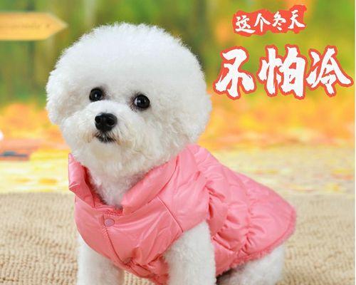 如何判断宠物狗早期是否怀孕（掌握这些方法）