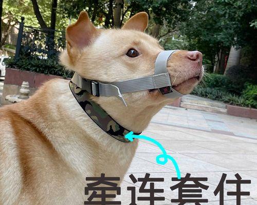 如何判断宠物狗早期是否怀孕（掌握这些方法）