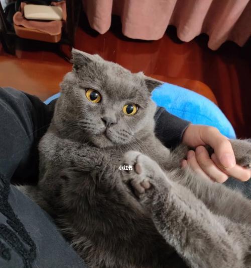 折耳猫的饮食之道（以猫粮为主）