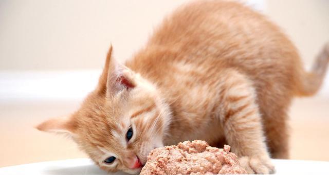 20天小猫可以吃猫粮吗（详解小猫的饮食需求和适宜饲料选择）