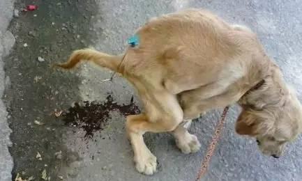 狗狗服用打虫药引起的拉稀症状分析（如何预防和缓解狗狗服用打虫药后的拉稀症状）