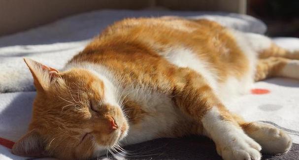 2个月小猫是否会患上狂犬病（了解宠物狂犬病传染途径与防治方法）
