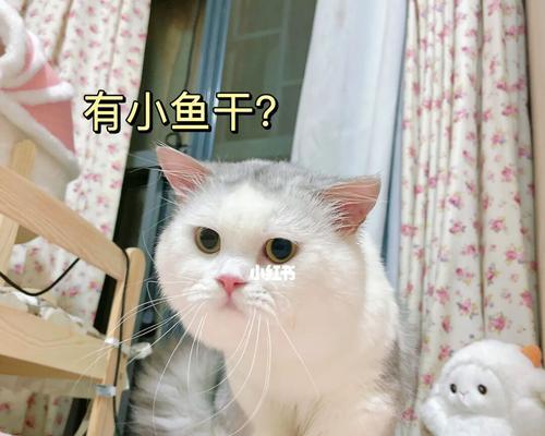 2个月小猫可不可以吃小鱼干（宠物食品选择与喂养技巧）
