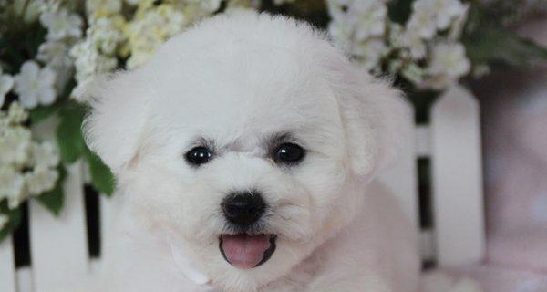 40天健康比熊犬饮食全解析（以水果为主的健康食谱详解）