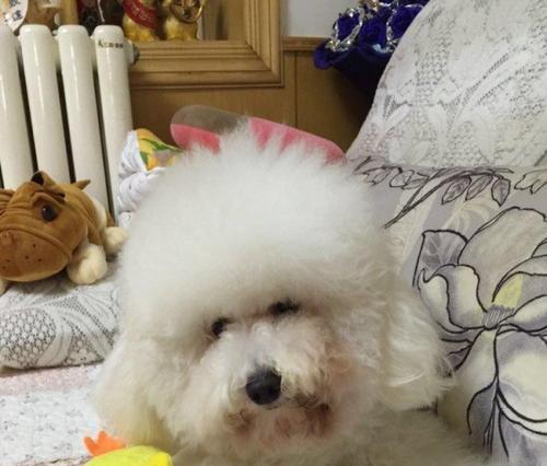 40天健康比熊犬饮食全解析（以水果为主的健康食谱详解）