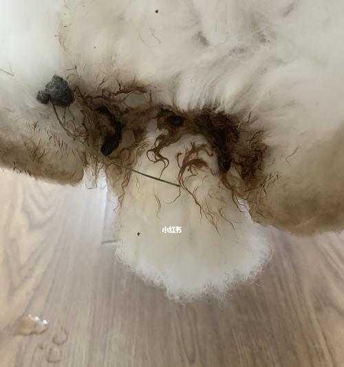 小猫拉稀该怎么办（教你如何处理宠物腹泻）