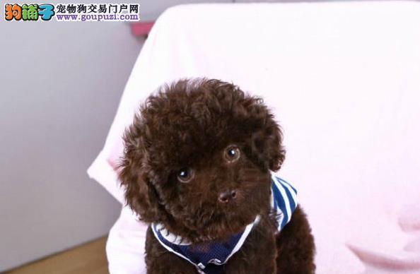 以不纯种贵宾犬长什么样子（探寻不纯种贵宾犬的外貌特征和魅力）