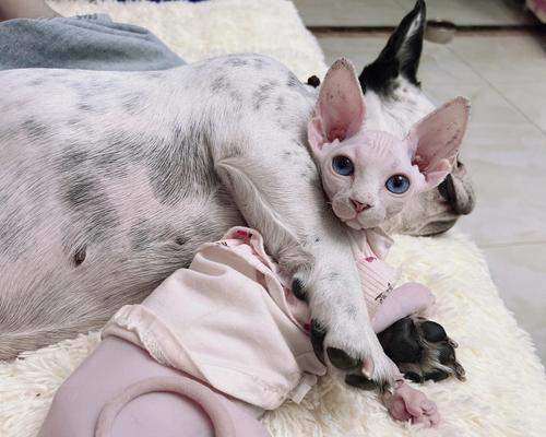 如何养护出生20天的小猫（宠物爱好者必看的养猫指南）