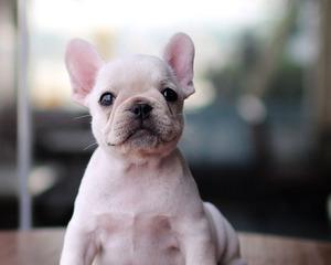 如何鉴别法国斗牛犬的纯种性（掌握3个技巧）