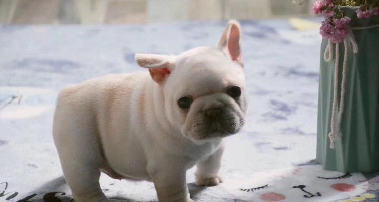 如何鉴别法国斗牛犬的纯种性（掌握3个技巧）