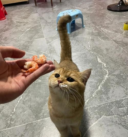 宠物猫吃多虾呕吐应该怎么办（宠物猫吃虾后出现呕吐的原因及治疗方法）