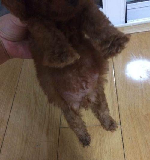 宠物犬食入过量导致腹泻与便血的病因及治疗方法