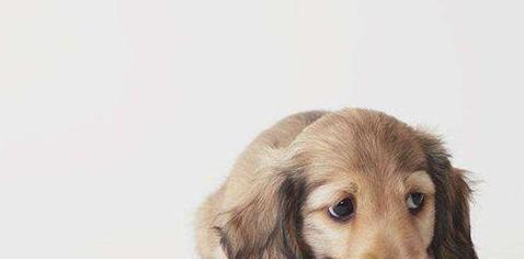 狗狗感染犬瘟，发病期有多长（了解犬瘟发病周期）