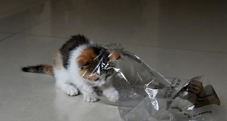 狗狗误食塑料袋，如何正确取出（以宠物为主）