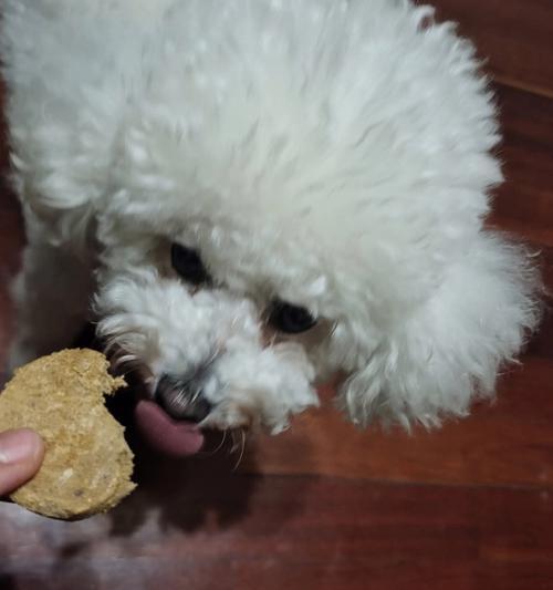 狗狗误食塑料袋，如何正确取出（以宠物为主）