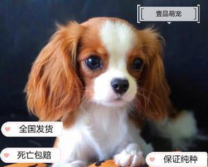 让你的爱犬拥有华丽长毛的秘诀（吃什么有助于狗狗长出美丽的毛发）
