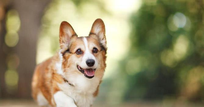让你的爱犬拥有华丽长毛的秘诀（吃什么有助于狗狗长出美丽的毛发）