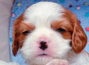 让你的爱犬拥有华丽长毛的秘诀（吃什么有助于狗狗长出美丽的毛发）