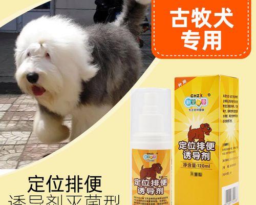 当宠物狗狗大便拉出血时该怎么办（如何处理宠物狗狗大便带血）