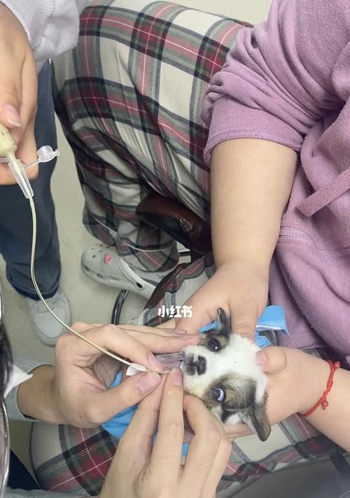 狗狗细小病毒感染后会呕吐虫子吗（探究狗狗得细小病毒后可能出现的症状与治疗方法）