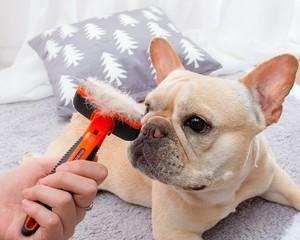 狗狗梳子，选择合适的材质很重要（宠物的健康和舒适）