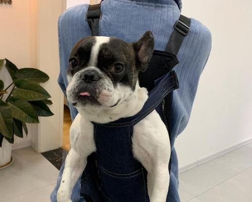 狗狗肚子上的大包该怎么办（宠物的健康问题）