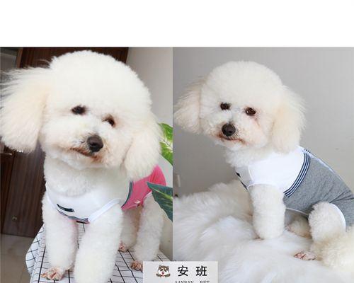 狗狗肚子上的大包该怎么办（宠物的健康问题）