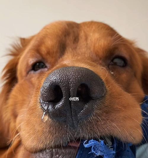 狗狗感冒鼻涕该吃什么药（药品推荐及细节分析）